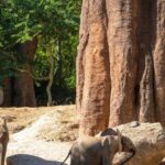 bioparc-valencia-navidad-U31717653256Aim-1024x512@diario_abc.jpg