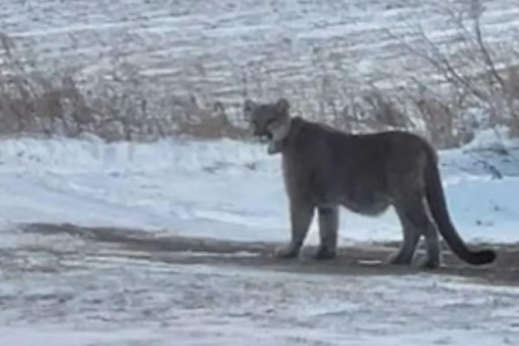 minnesota-schools-lockdown-mountain-lion.png