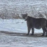minnesota-schools-lockdown-mountain-lion.png