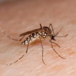 mosquito-aedes-aegypti-vector-del-dengue-en-la-piel-de-una-persona.r_d.976-805.jpeg
