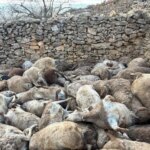 ovejas-muertas-panico-animales-salvajes-U82580715400Eov-1024x512@diario_abc.jpg