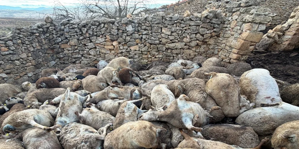 ovejas-muertas-panico-animales-salvajes-U82580715400Eov-1024x512@diario_abc.jpg