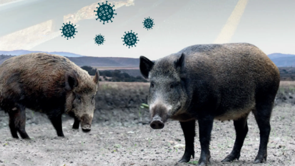 peste-porcina.png