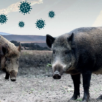 peste-porcina.png