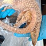 skynews-pangolin-frozen_7107423.jpg
