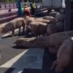 vuelca-un-camion-lleno-de-cerdos-en-toledo.png