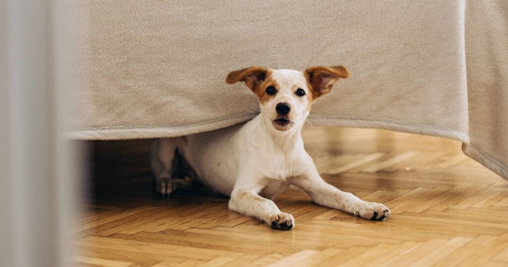 0_A-cute-dog-peeks-out-from-under-the-bed.jpg