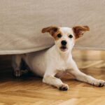 0_A-cute-dog-peeks-out-from-under-the-bed.jpg