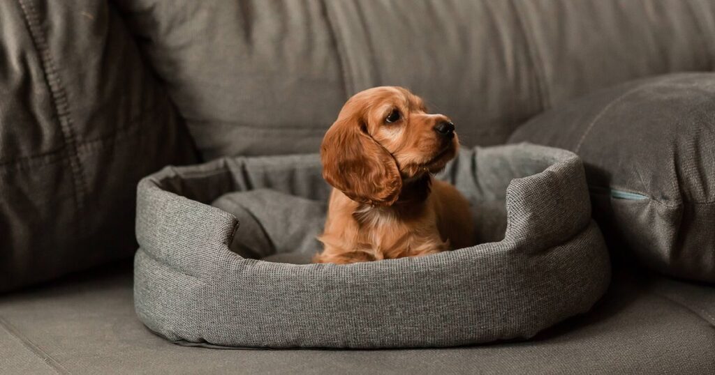 0_A-red-cocker-spaniel-puppy-is-lying-on-a-gray-sofa-on-its-litter.jpg