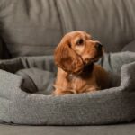 0_A-red-cocker-spaniel-puppy-is-lying-on-a-gray-sofa-on-its-litter.jpg