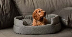 0_A-red-cocker-spaniel-puppy-is-lying-on-a-gray-sofa-on-its-litter.jpg