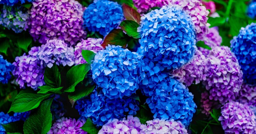 0_Beautiful-Pink-and-Blue-Hydrangea-Flowers-in-the-Garden.jpg