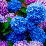 0_Beautiful-Pink-and-Blue-Hydrangea-Flowers-in-the-Garden.jpg