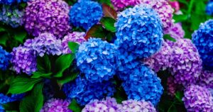 0_Beautiful-Pink-and-Blue-Hydrangea-Flowers-in-the-Garden.jpg