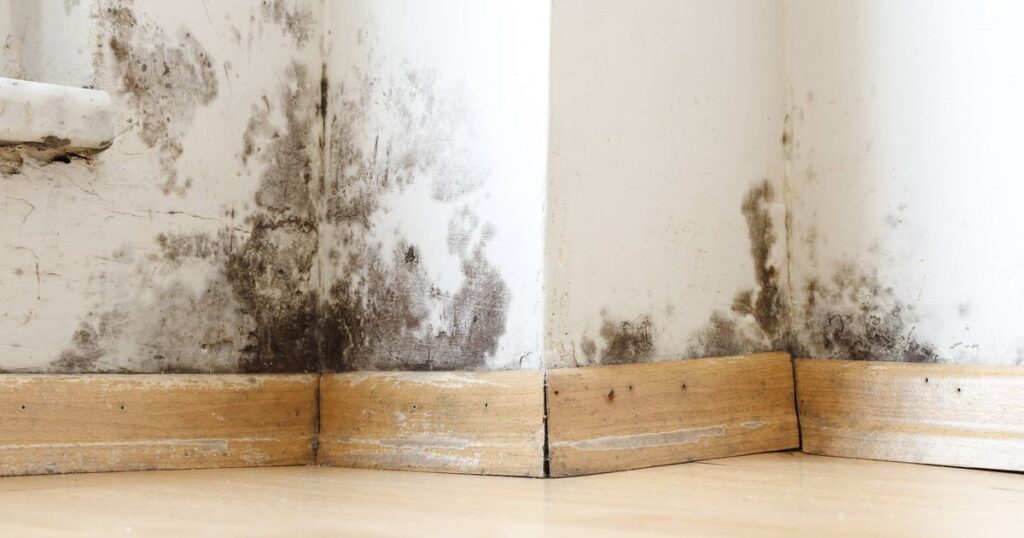 0_Damp-buildings-damaged-by-black-mold-and-fungus-dampness-or-water.jpg