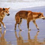 0_Dingoes-on-a-beach.jpg