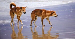 0_Dingoes-on-a-beach.jpg