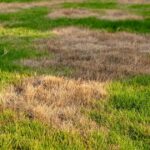 0_Dry-and-Dead-Grass-Patch-in-Lawn.jpg