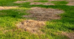 0_Dry-and-Dead-Grass-Patch-in-Lawn.jpg