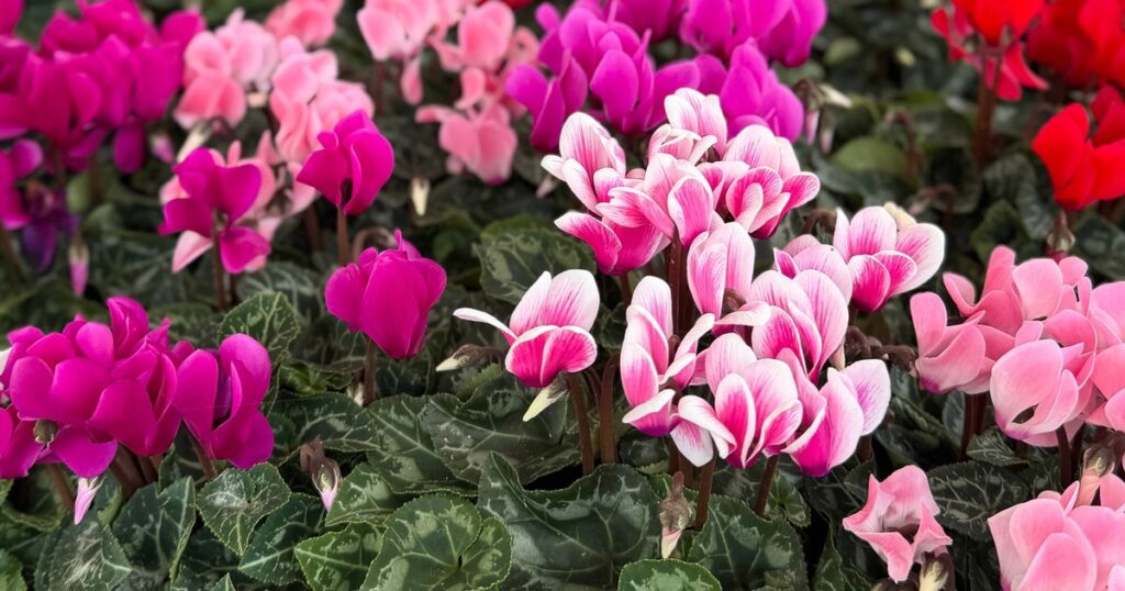 0_Full-frame-image-of-rows-of-pink-red-and-white-flowering-ivy-leaved-cyclamen-Cyclamen-hederifolium.jpeg