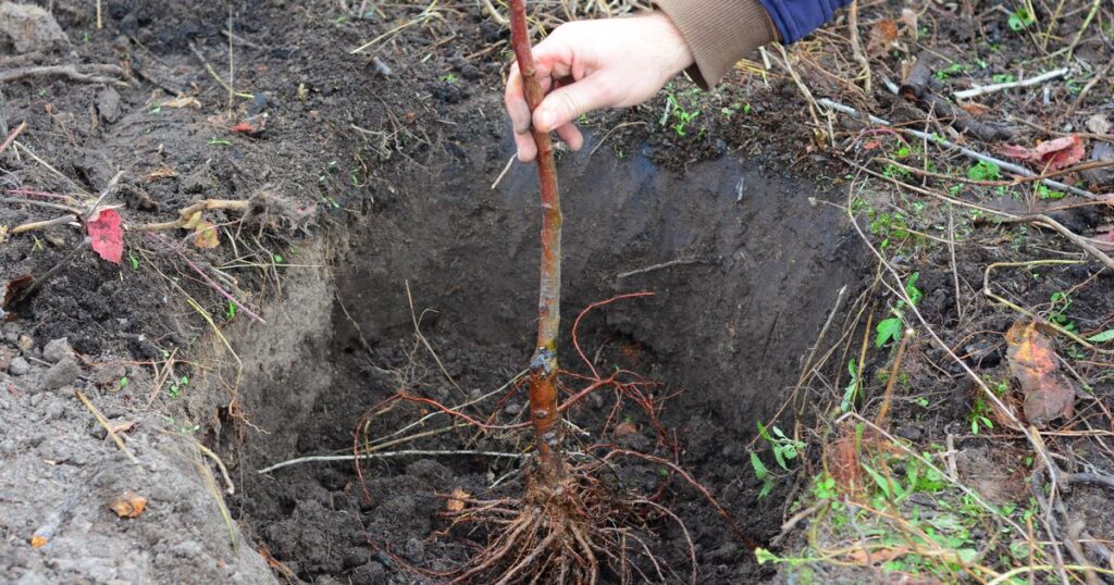 0_Gardener-planting-fruit-tree-in-the-planting-hole-Placing-the-fruit-tree-with-spread-roots-in-the.jpeg