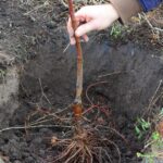 0_Gardener-planting-fruit-tree-in-the-planting-hole-Placing-the-fruit-tree-with-spread-roots-in-the.jpeg