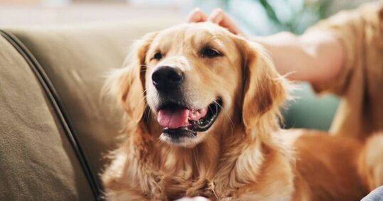 0_Golden-Retriever.jpg