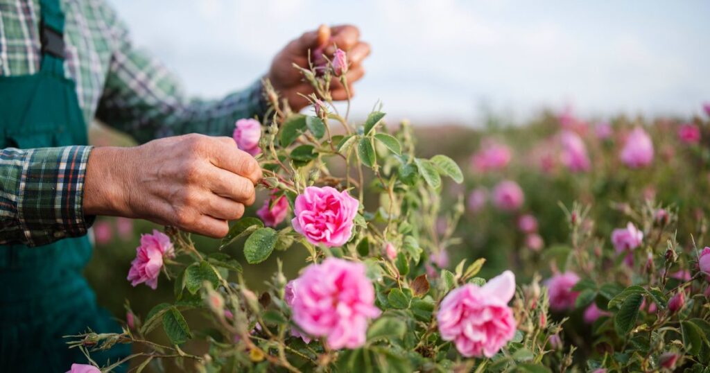 0_Harvest-Rose-Blossom-on-Agriculture-Field.jpg