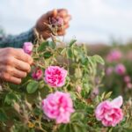 0_Harvest-Rose-Blossom-on-Agriculture-Field.jpg