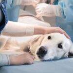 0_Ill-retriever-in-veterinary-clinic.jpg