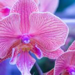 0_Orange-Orchids-in-bloom.jpg