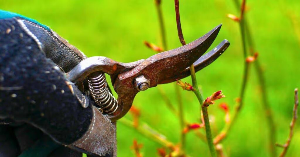 0_Picture-of-someone-pruning-a-rose-bush.jpg