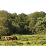 0_Ponies_grazing_south_of_Denny_Wood_New_Forest_-_geographorguk_-_28321.jpg