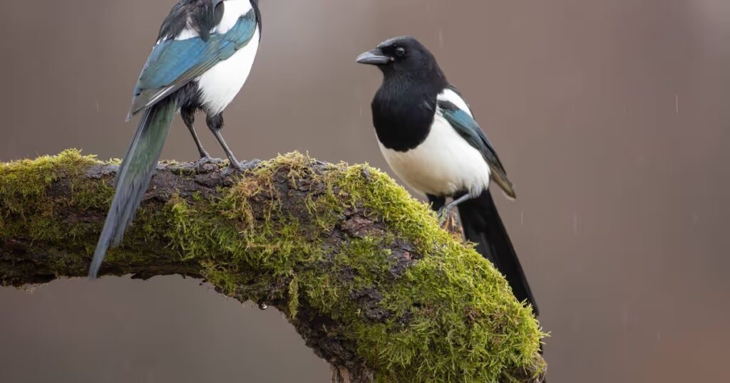 0_Two-Eurasian-Magpies-on-moss-covered-branch-in-winter.jpg