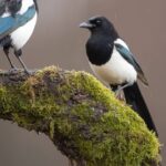 0_Two-Eurasian-Magpies-on-moss-covered-branch-in-winter.jpg
