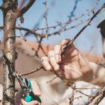 0_Young-man-pruning-tree-with-green-clippers.jpg