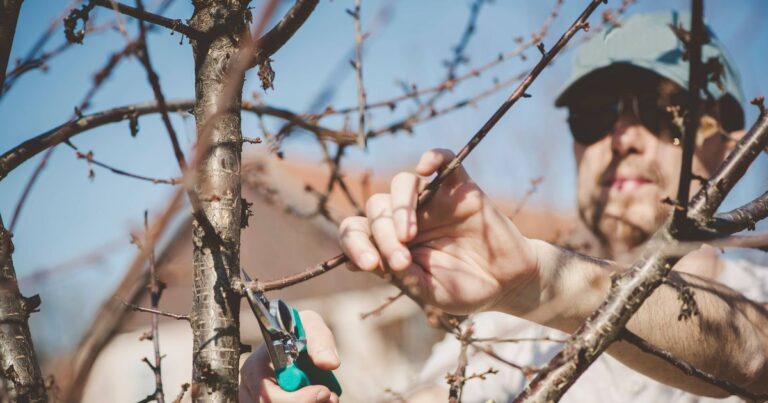 0_Young-man-pruning-tree-with-green-clippers.jpg