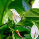 0_a-huge-flowering-spathiphyllum-growing-in-natural-conditions-a-green-plant-with-white-flowers.jpg