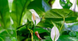 0_a-huge-flowering-spathiphyllum-growing-in-natural-conditions-a-green-plant-with-white-flowers.jpg