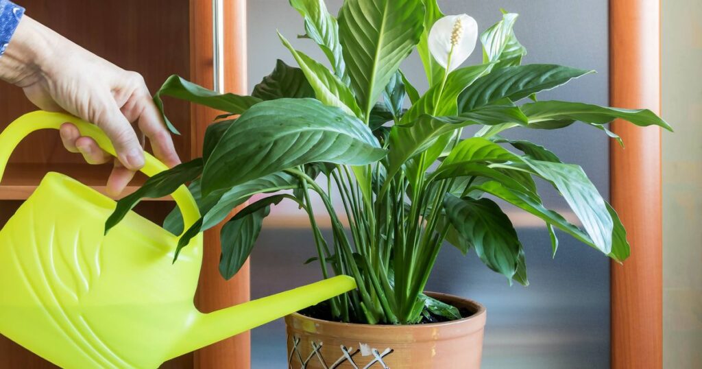0_womans-hand-with-a-watering-can-waters-a-homemade-perennial-Spathiphyllum-flower.jpg