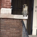 105418255-15453683-Residents_of_St_Louis_were_warned_about_monkeys_loose_on_the_nor-a-1_176816786281.avif