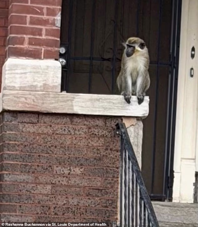 105418255-15453683-Residents_of_St_Louis_were_warned_about_monkeys_loose_on_the_nor-a-1_176816786281.avif