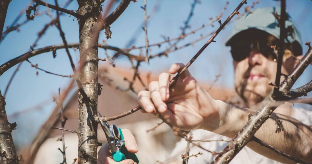 1769348606_0_Young-man-pruning-tree-with-green-clippers.jpg