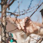 1769348606_0_Young-man-pruning-tree-with-green-clippers.jpg