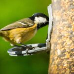 1_Bird-feeder-1.jpg