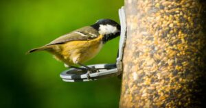 1_Bird-feeder-1.jpg