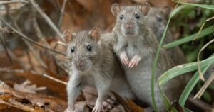 1_Brown-rats-Rattus-norvegicus-also-known-as-common-rats-in-autumn.jpg