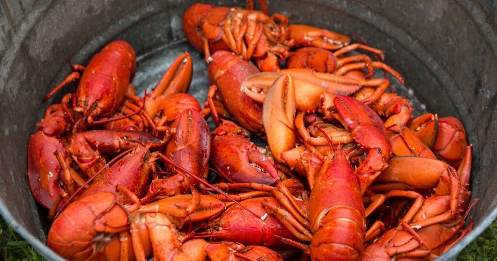 1_Cooked-lobsters-sitting-in-a-tin-pot.jpg