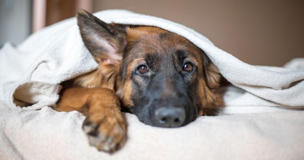 1_cute-german-shepherd-in-a-blanket-on-bed.jpg