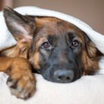 1_cute-german-shepherd-in-a-blanket-on-bed.jpg